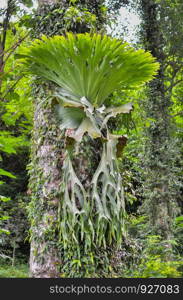 Platycerium ferns plant staghorn or elkhorn fern growing on bark tree