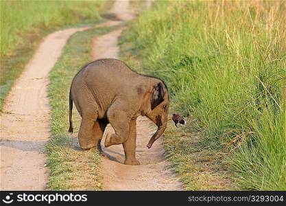 Playful baby elephant chasing mynah bird
