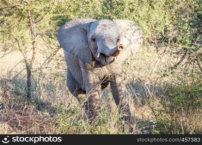 Playful baby Elephant in the Kruger National Park, South Africa.