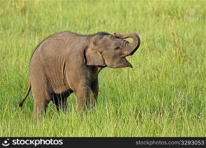Playful baby elephant learning to use its&acute; trunk