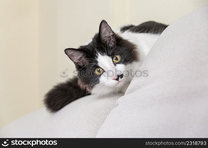 Playful black and white domestic cat sitting on couch and hiding behind cushion in living room. Cute cat hiding behind pillow on sofa