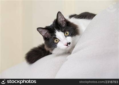 Playful black and white domestic cat sitting on couch and hiding behind cushion in living room. Cute cat hiding behind pillow on sofa