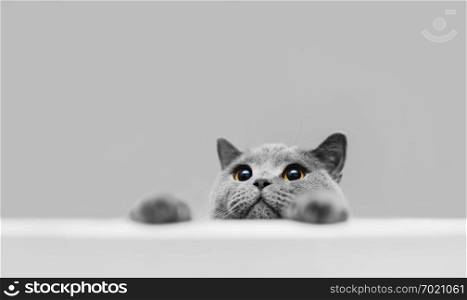 Playful grey purebred cat peeking out. British shorthair cat. Domestic animal.. Playful grey purebred cat peeking out.