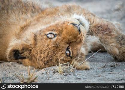 Playful Lion cub in the Kruger National Park, South Africa.