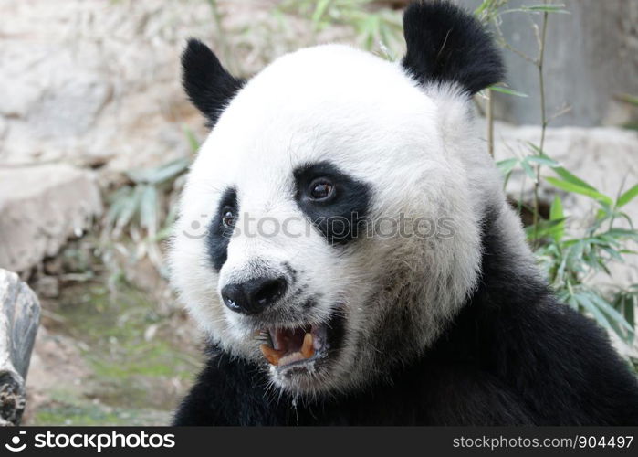Playful male Panda name Chuang Chuang , Thailand