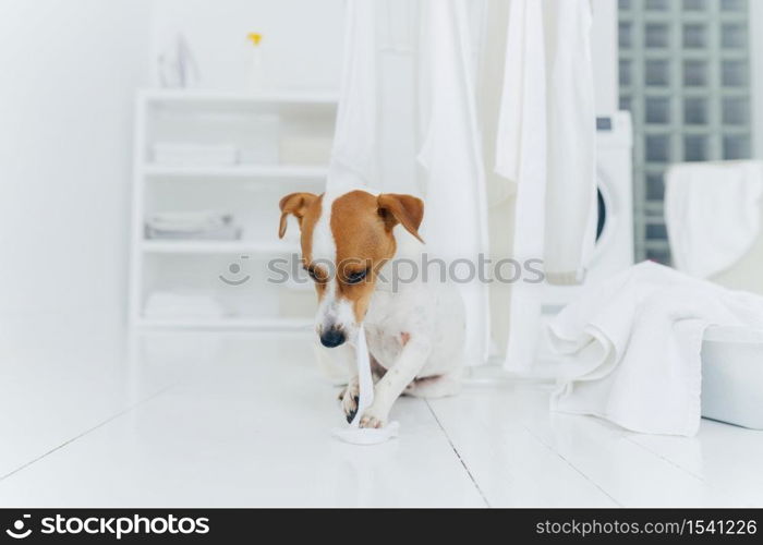 Playful pedigree puppy bites white washed towel, sits near clothes dryer in washing room, everything is clean and white. Laundry time concept