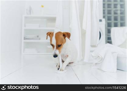 Playful pedigree puppy bites white washed towel, sits near clothes dryer in washing room, everything is clean and white. Laundry time concept