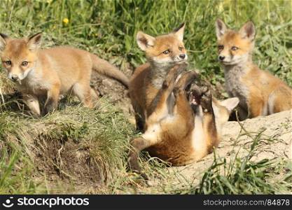 playful red fox cubs in the wild ( young Vulpes near the burrow )