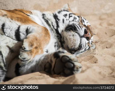 Playful tiger laying on the sand. Mammals and predators