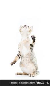 playful toyger kitten stand up show hand isolated on over white background