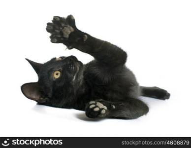 playing black kitten in front of white background