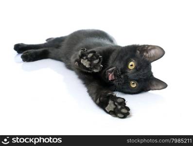 playing black kitten in front of white background