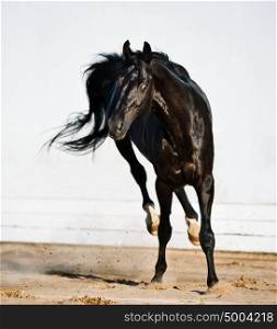 playing black trakehner stallion
