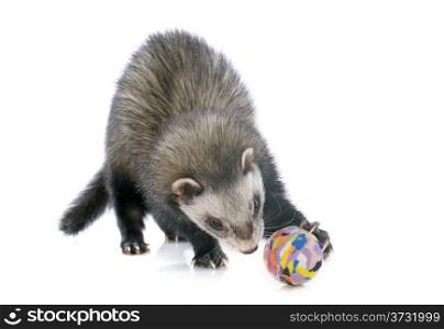 playing brown ferret in front of white background