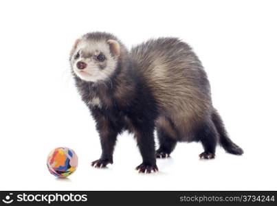 playing brown ferret in front of white background