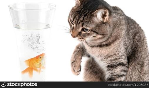 Playing cat and gold fish at glass isolated on white