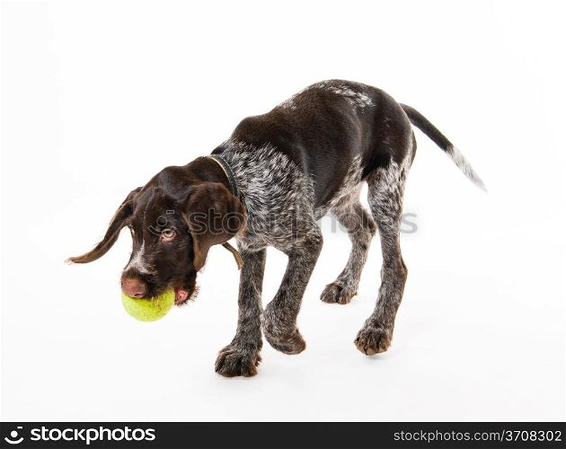 Playing German wire-haired pointer puppy, 12 weeks old, white background