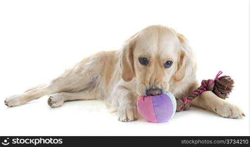 playing golden retriever in front of a white background