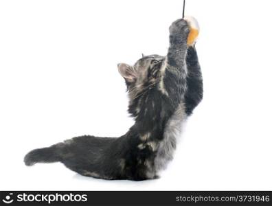 playing gray kitten in front of white background