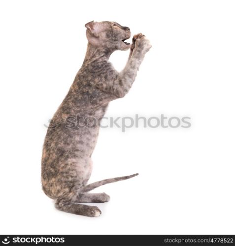 Playing grey purebred sphinx cat, kitten isolated on white background. Ukrainian levkoy breed