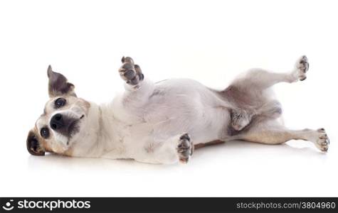 playing jack russel terrier in front of white background