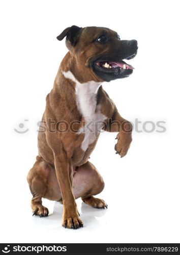 playing Staffordshire bull terrier in front of white background