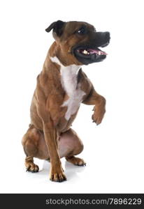 playing Staffordshire bull terrier in front of white background