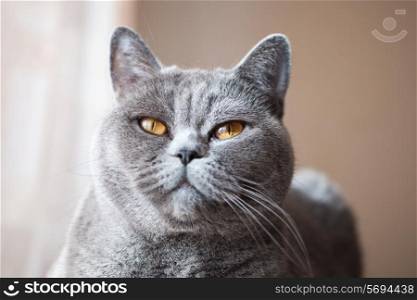 Pleased muzzle of gray British cat