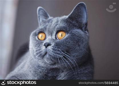 Pleased muzzle of gray British cat close up