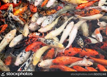 Plenty of colorful japanese carps fish in the pond