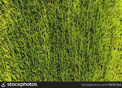 Plenty of details in this green hedge background