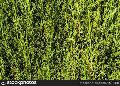 Plenty of details in this green hedge background