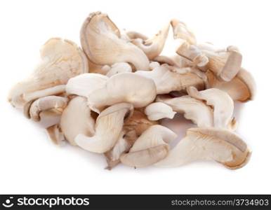pleurotus mushroom in front of white background