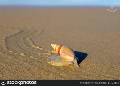 Plough snail (Bulliua digitalis), a species of sea snail, on the beach, South Africa