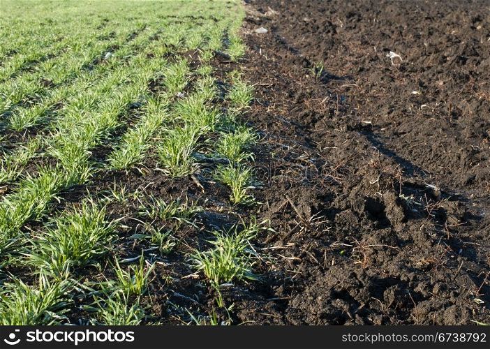 Ploughed field and green plantations