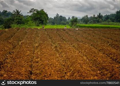 Ploughed fields