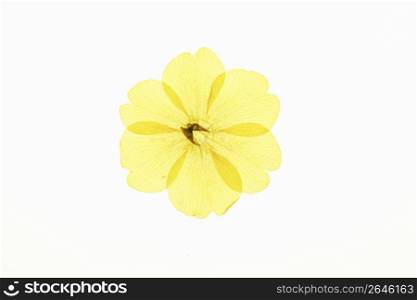 Plover grass pressed flower