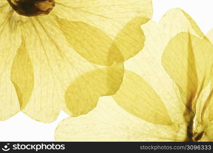 Plover grass pressed flower