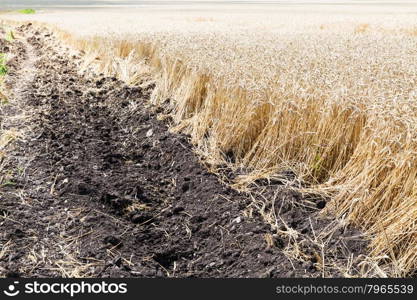 plowed earth and field of ripe wheat in summer day