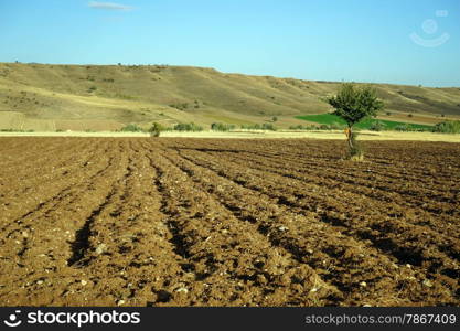 Plowed farmland and trees, Turkey