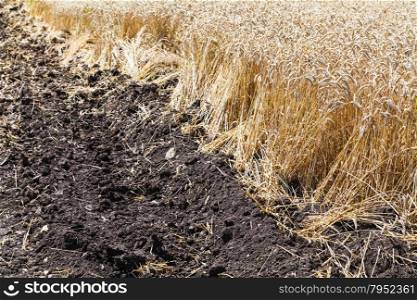 plowed field and plantation with ripe wheat