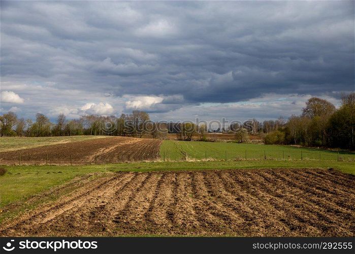Plowed field, cereal and trees on the back, against a blue sky. Spring landscape with cornfield, wood and cloudy blue sky. Classic rural landscape in Latvia.