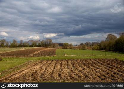 Plowed field, cereal and trees on the back, against a blue sky. Spring landscape with cornfield, wood and cloudy blue sky. Classic rural landscape in Latvia.