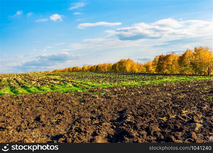 Plowed field near forest at sunny autumn day. Plowed field in autumn