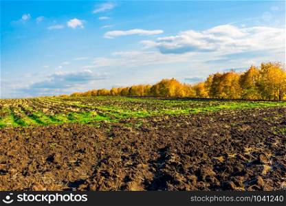 Plowed field near forest at sunny autumn day. Plowed field in autumn