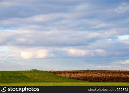 Plowed field with cereal against a blue sky.. Spring landscape with cornfield and cloudy blue sky. Classic rural landscape in Latvia.