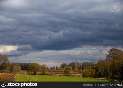 Plowed field with cereal and trees on the back, against a blue sky. Spring landscape with cornfield, wood and cloudy blue sky. Classic rural landscape in Latvia.