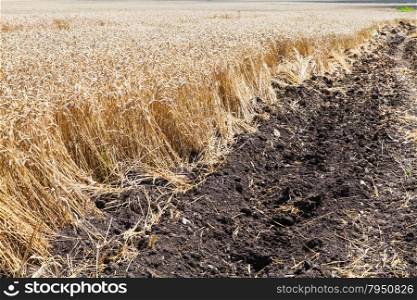 plowed land and field with ripe wheat in Kuban region, Russia