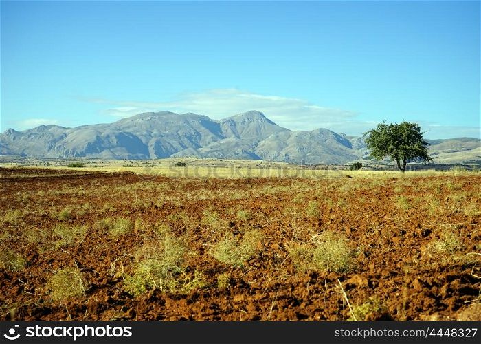 Plowed land and lonely tree, Turkey