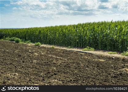 Plowed soil and plantations with corn in the background. Agriculture corn farm.